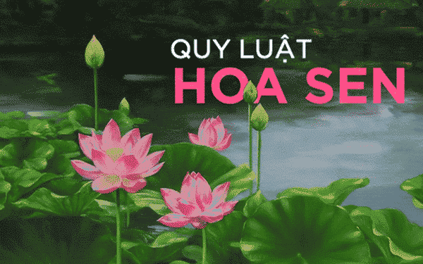 Quy luật hoa sen: Đơn giản nhưng thâm thúy, đọc và ngẫm để tìm thấy lợi ích cho chính mình