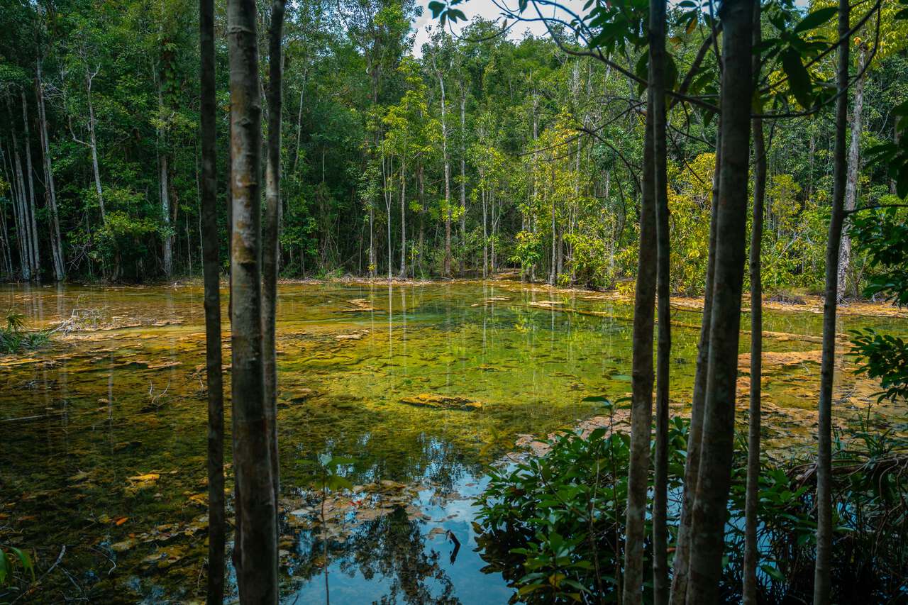 Hồ chamgpagne tại Emerald Pool ở Krabi