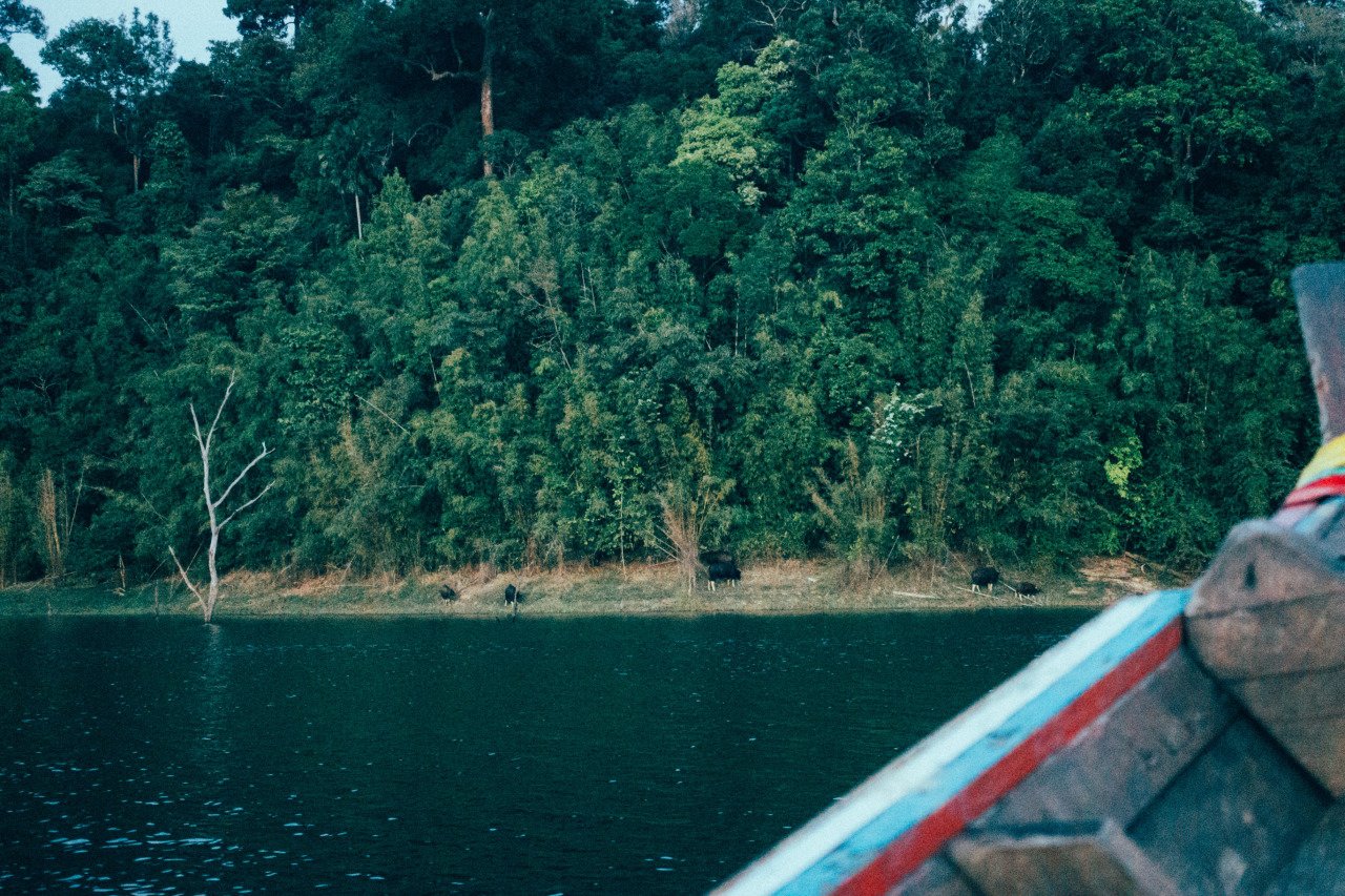 Trâu rừng ở Khao Sok