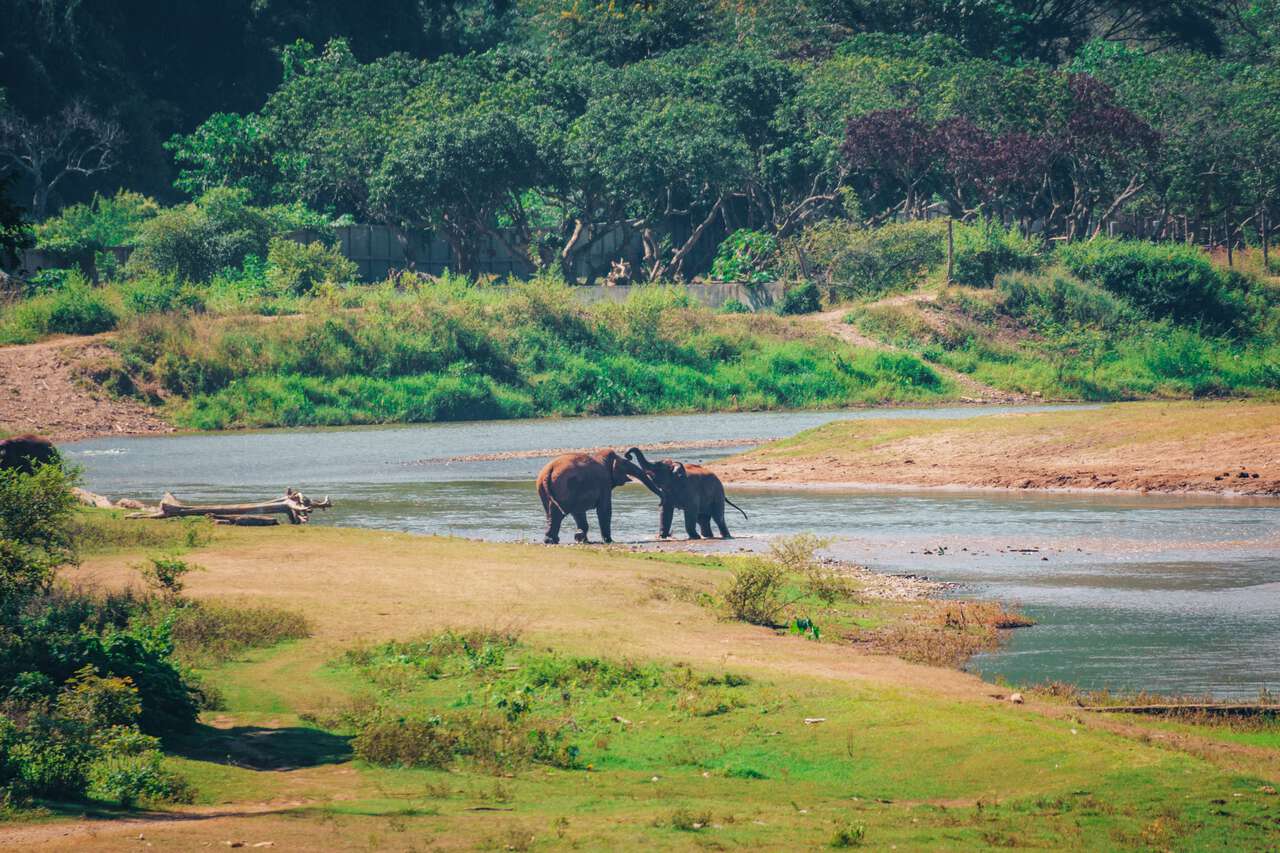 Những chú voi chơi đùa với nhau tại Công viên voi tự nhiên ở Chiang Mai