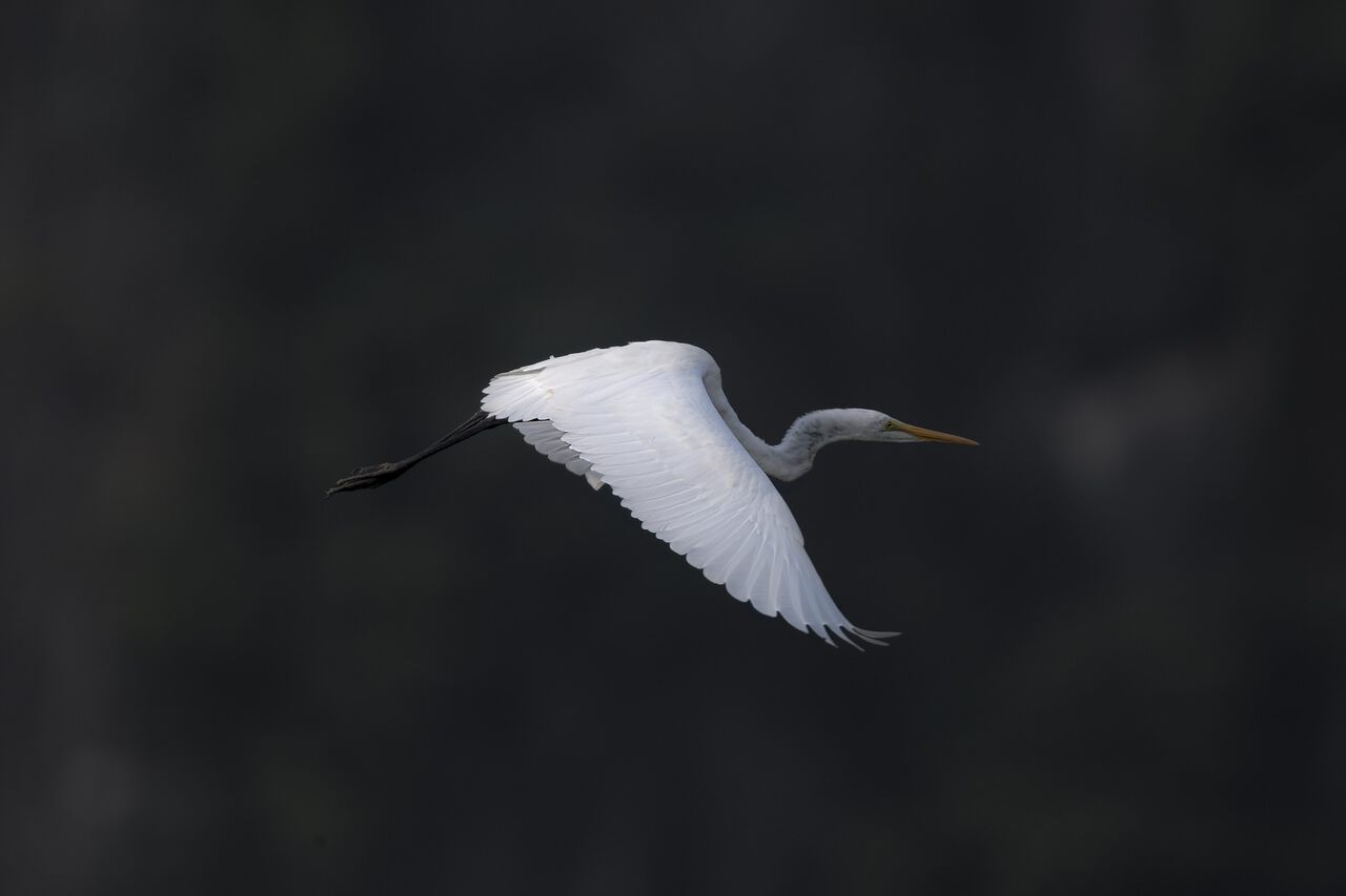 A white stork in Van Long Nature Reserve in Ninh Binh