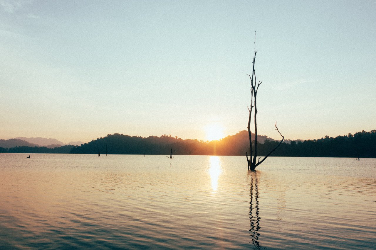 Một cái cây đơn độc ở Khao Sok lúc bình minh