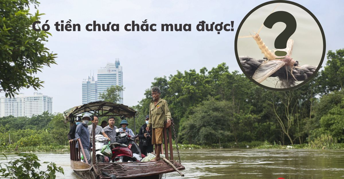 Kỳ lạ loài côn trùng ‘vật vờ’ ngoài sông Hồng: Người dân canh giờ ra vớt về, giá hàng triệu đồng/kg nhưng vẫn không có mà mua!