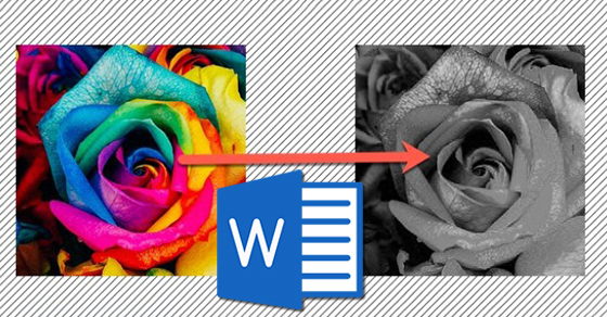 Cách đổi ảnh màu sang ảnh đen trắng trong Microsoft Word nhanh nhất