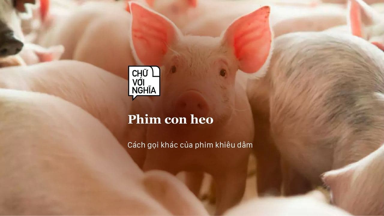 Phim con heo dạo này có gì hot? Tại sao lại gọi phim khiêu dâm là phim con heo?